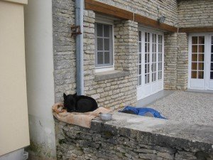  waiting in front of the entrance of the gite. Tosca rest forward 