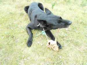 Tosca amuseert zich met rendierschedel