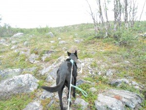 Tosca trekt mij bergop